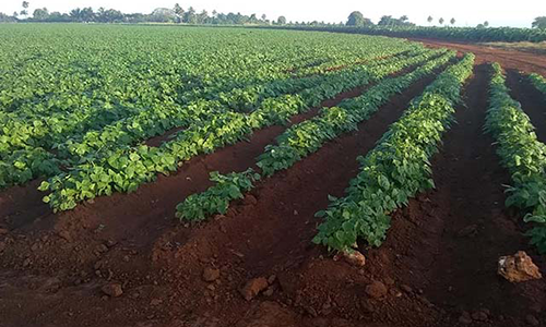 Presiones de Estados Unidos afectan agricultura de Cuba