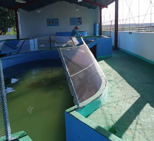 Concretan proyecto de desarrollo en la UEB Alevinaje La Paila +(Fotos y video)