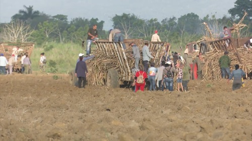 Artemiseños apoyan labores de siembra de caña +(Fotos y video)