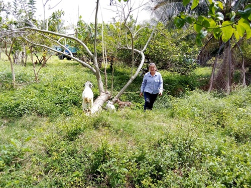 Cría de cabras, uno de los emprendimientos de Andrea +(Fotos y video)