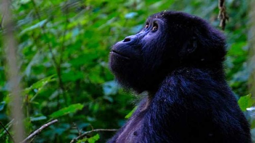 Día Mundial del Gorila un recordatorio sobre importancia de una especie clave en el equilibrio natural