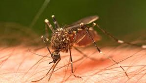 Artemisa atenta ante casos de arbovirosis