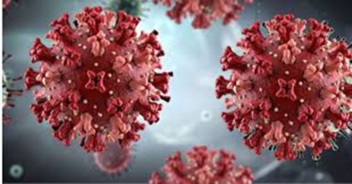 Hantavirus: ¿Riesgo de una nueva pandemia mundial?