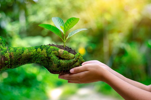 Política ambiental sigue siendo una prioridad del Estado cubano